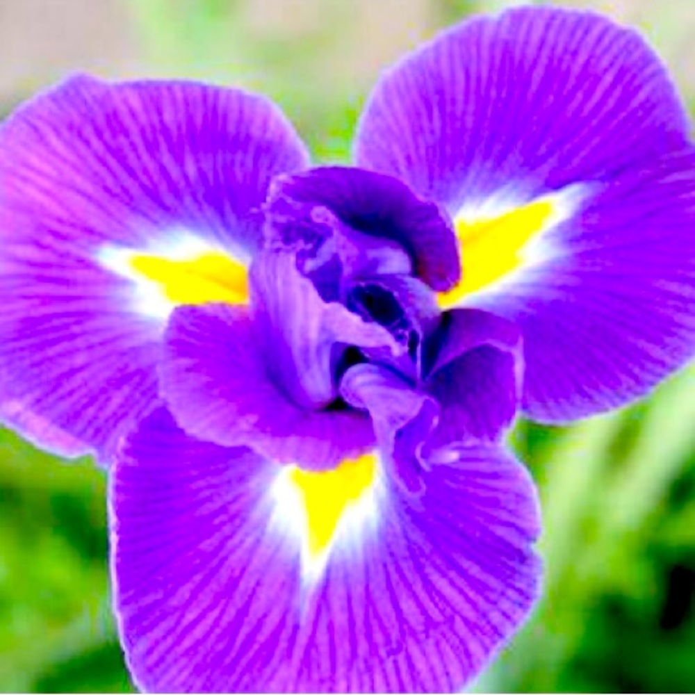 Meet your Posher, Iris